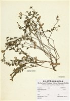 藏品(瓜子金)的圖片